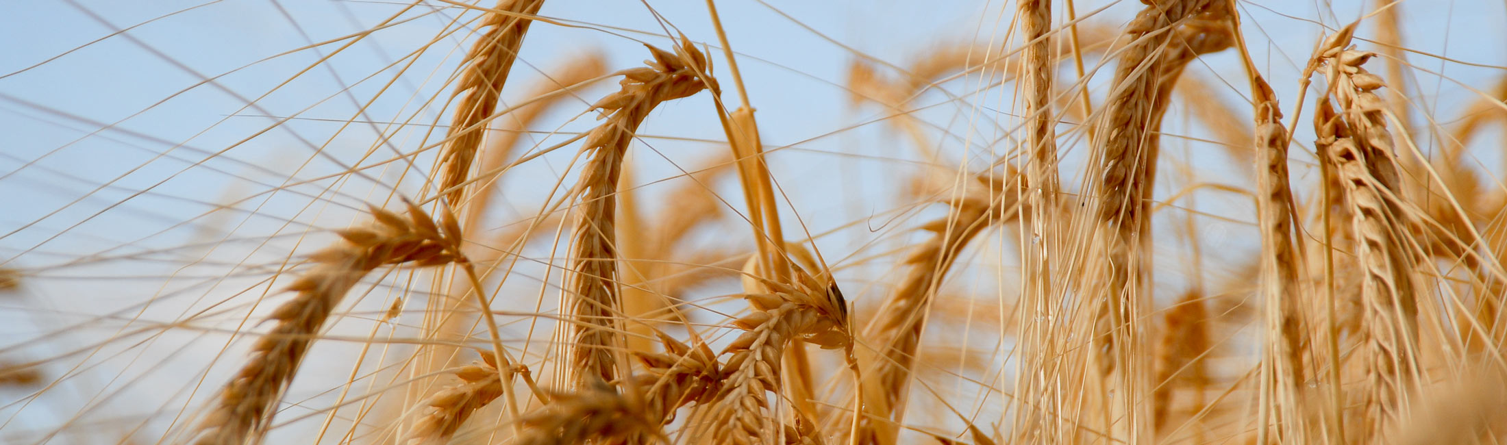 wheat field with blue sky