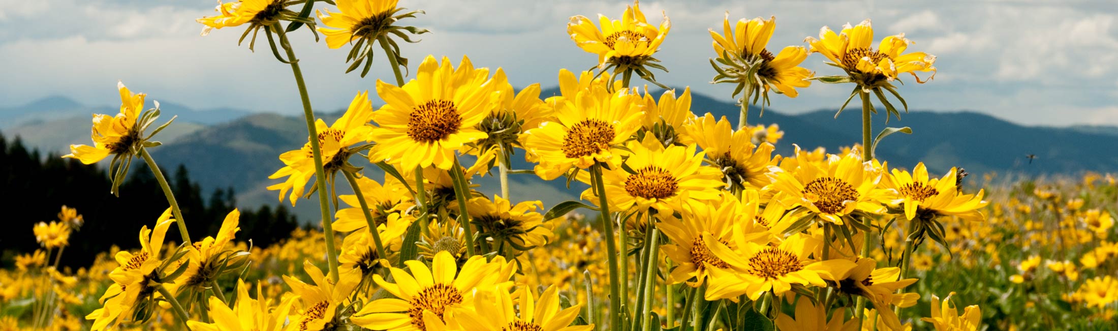 yellow balsamroot flowers with mountains in background