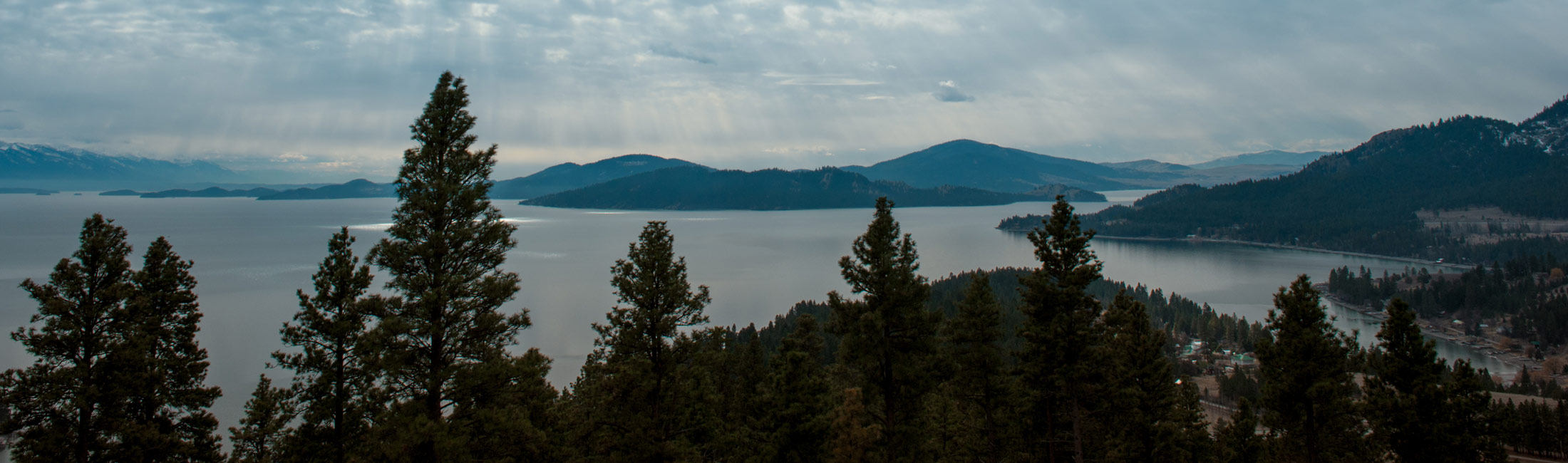 flathead lake and pine trees