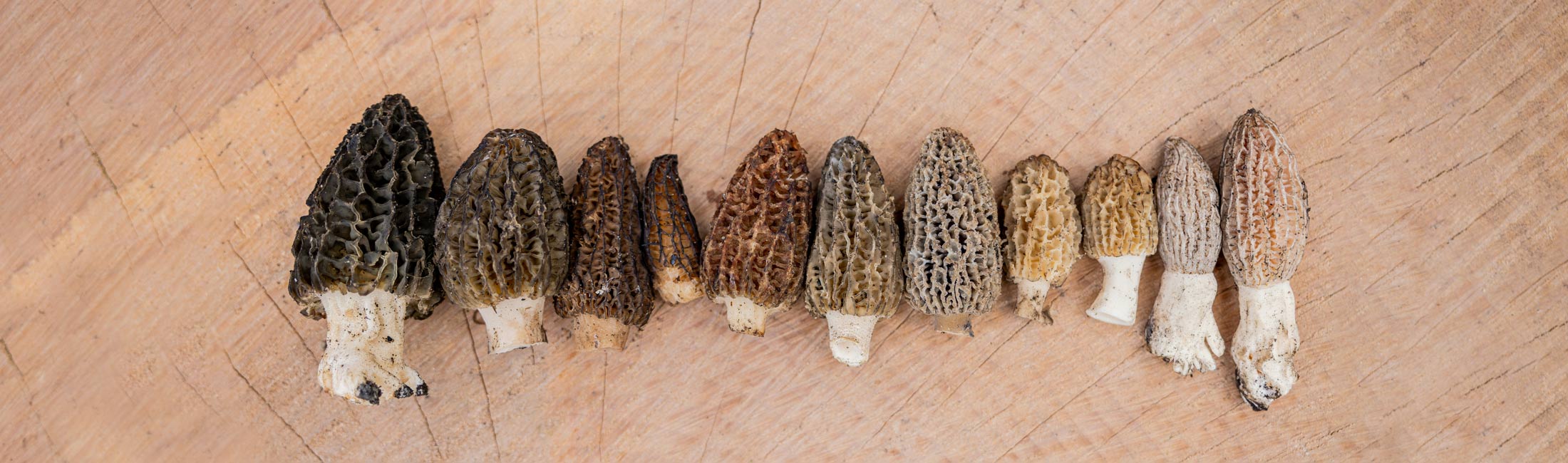 morel mushrooms in a row on a cut piece of wood