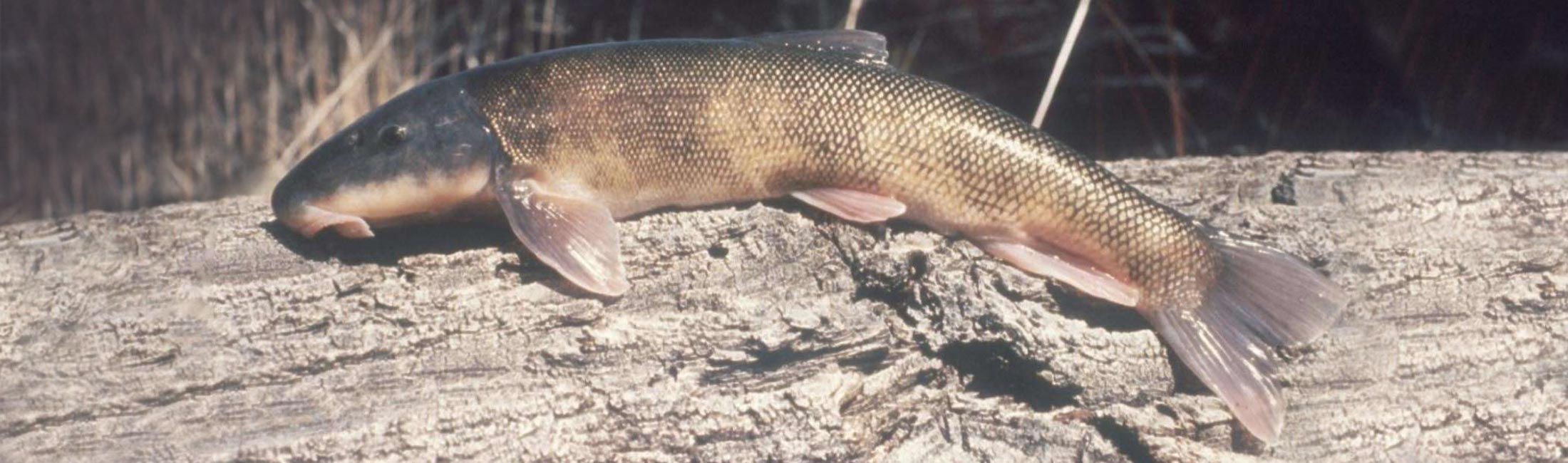 suckerfish on a log on the shore