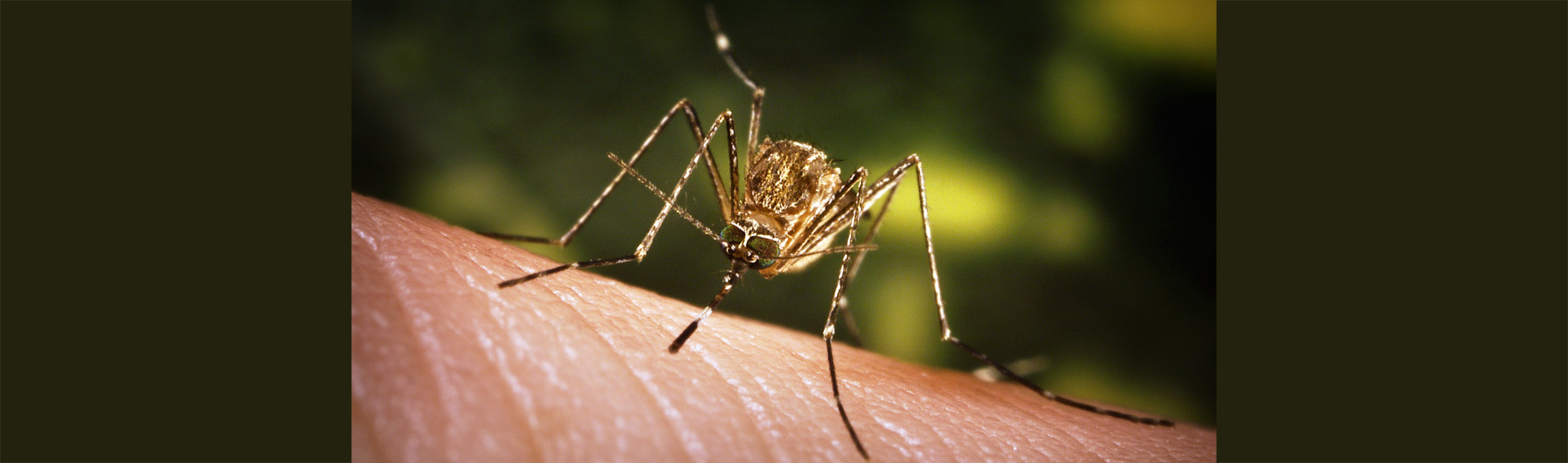 mosquito on person's skin