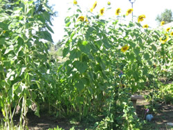 Sunflowers