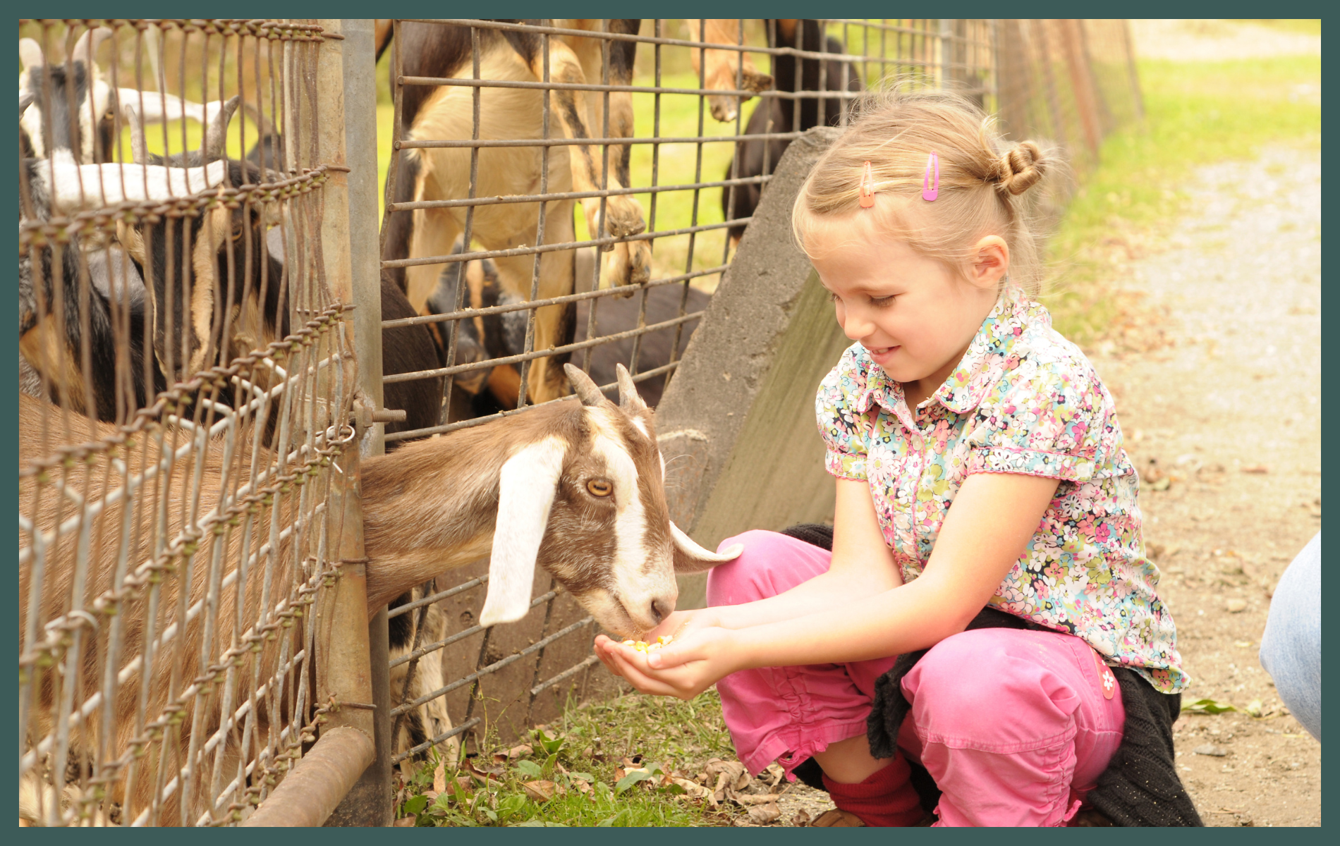 Link to petting zoos webpage for CDEpi
