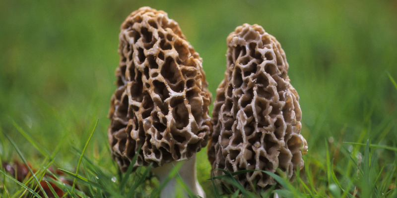 Morel Mushrooms
