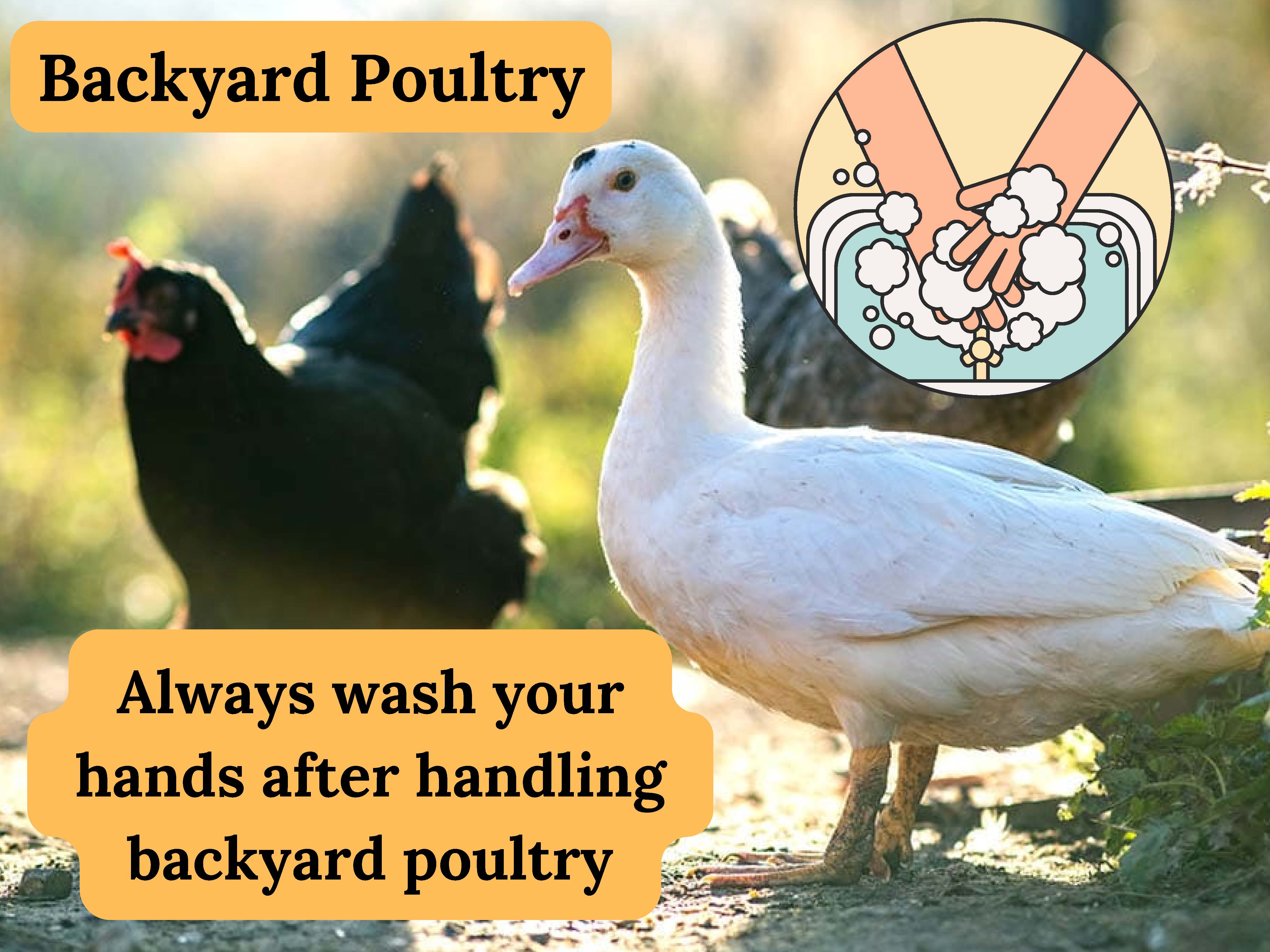 Always wash your hands after handling backyard poultry.