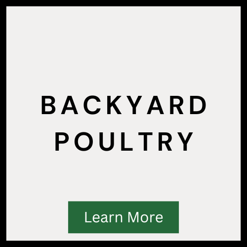 Backyard poultry