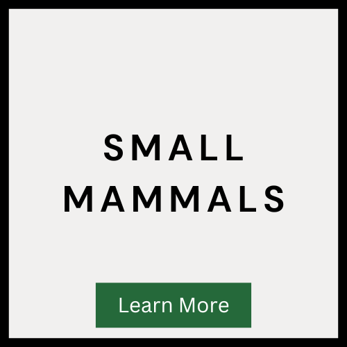 Small mammals
