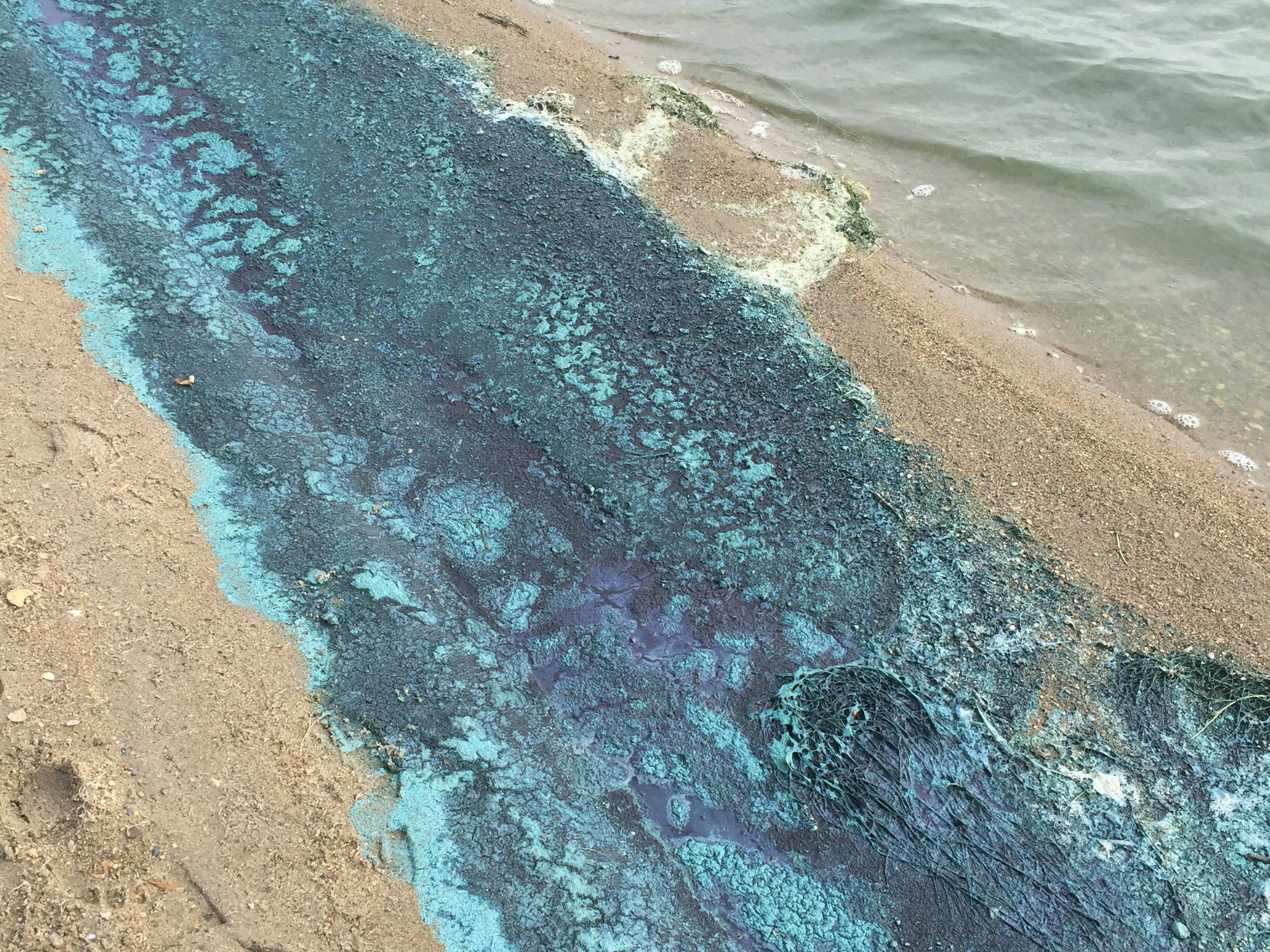 Harmful Algal Blooms